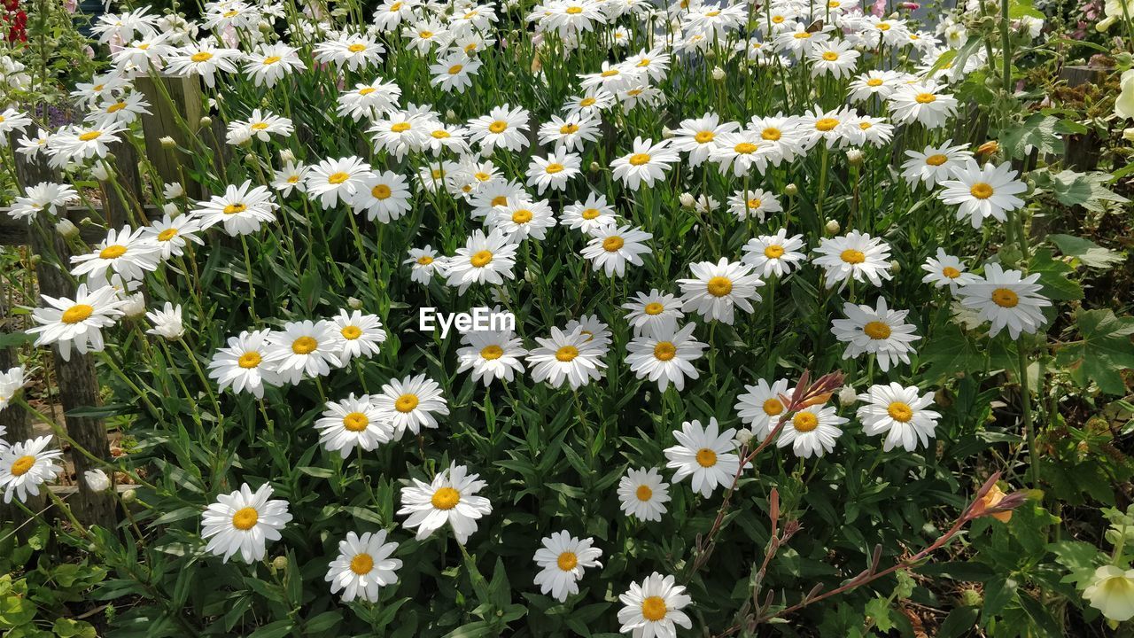 Close-up of flowers blooming on field