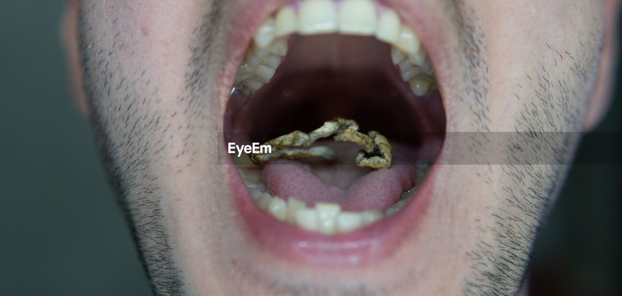 Strains of psilocybin mushrooms close-up