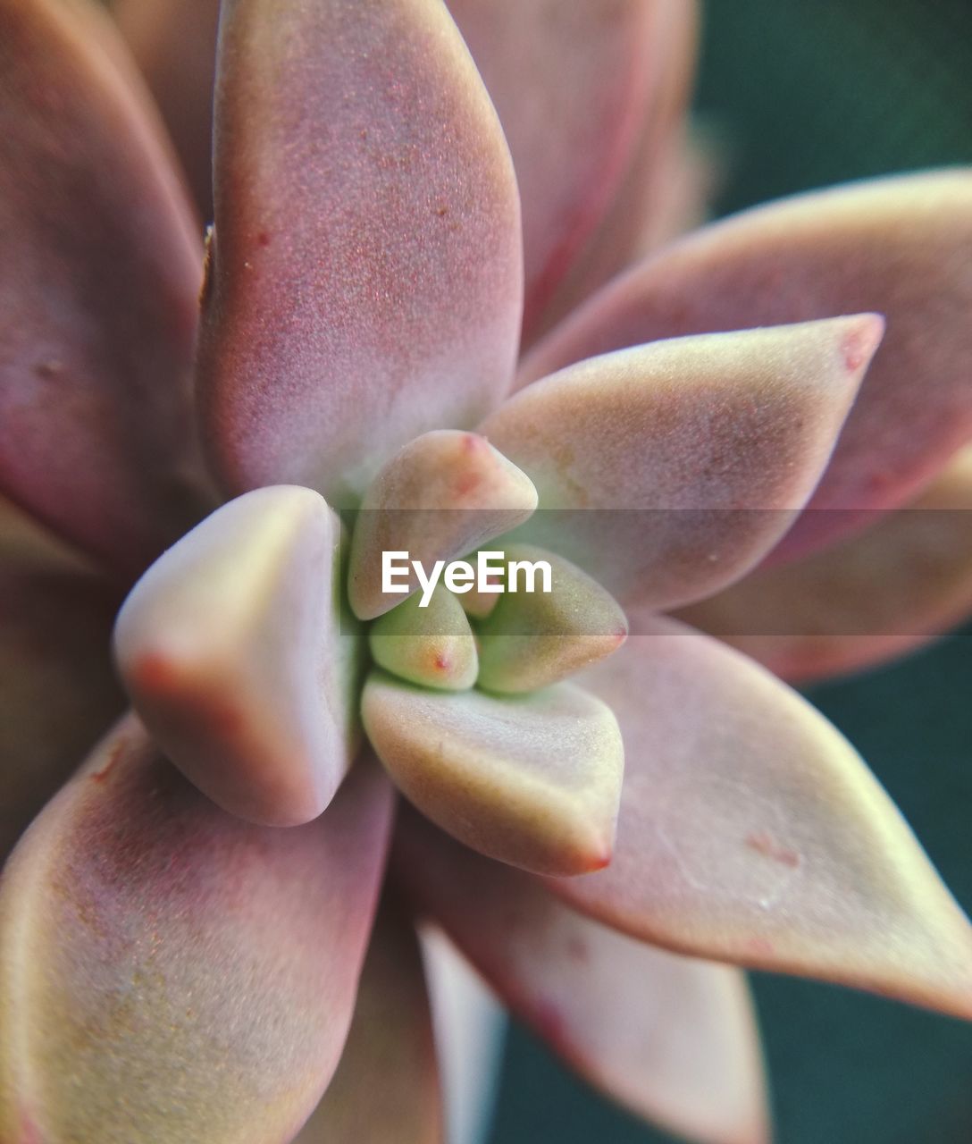 Close-up of succulent plant