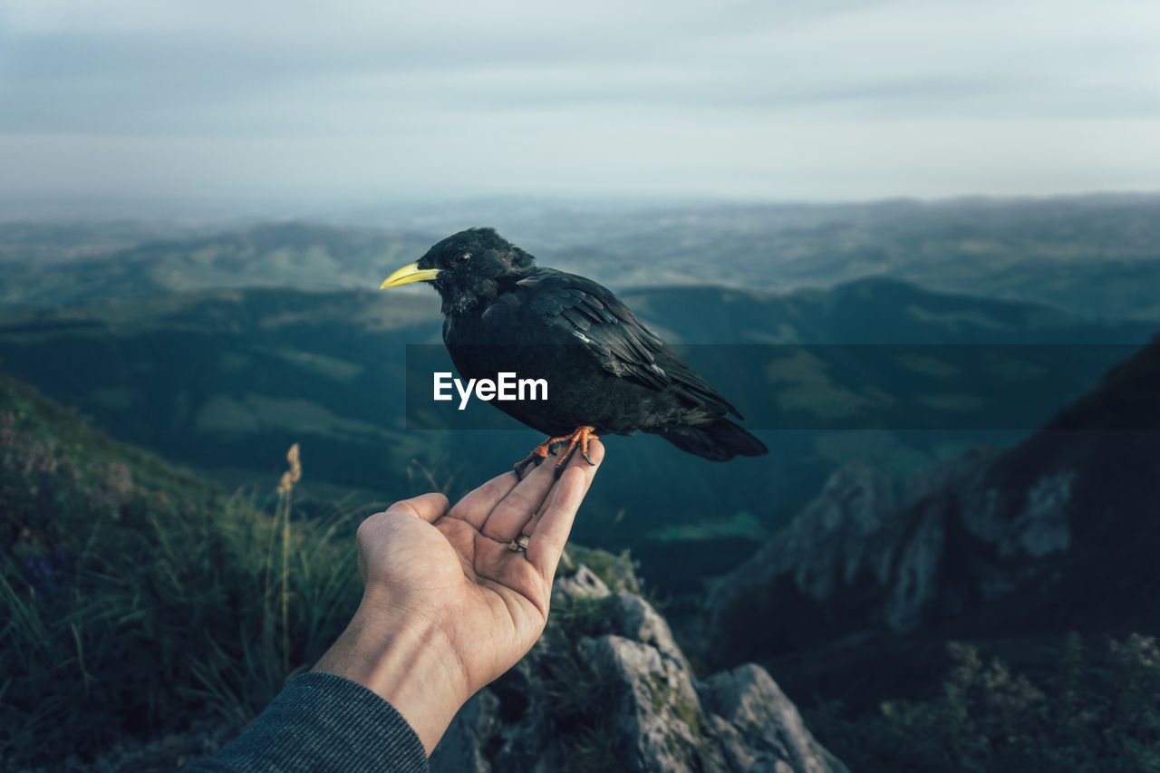 Close-up of bird perching on hand