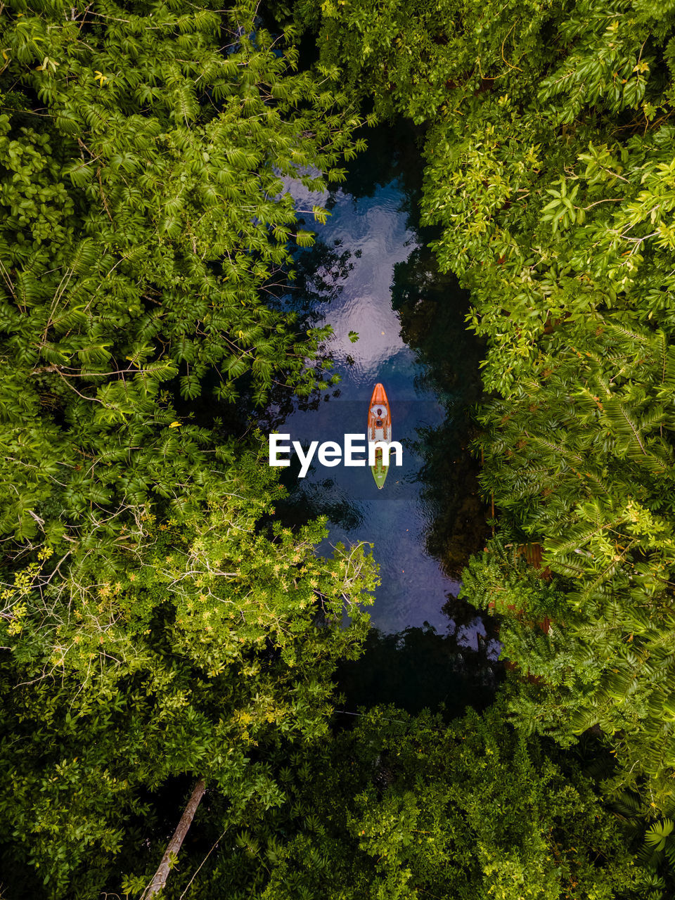 High angle view of river in forest