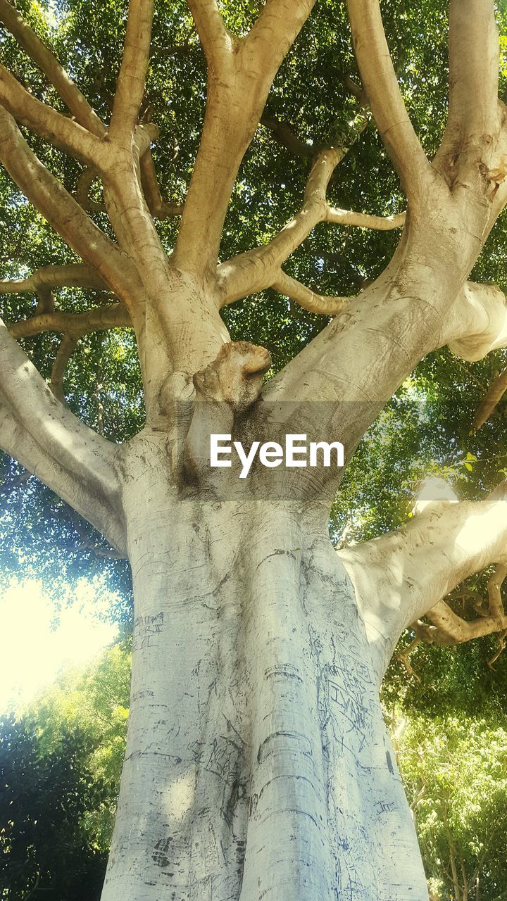 PLANTS GROWING ON TREE TRUNK