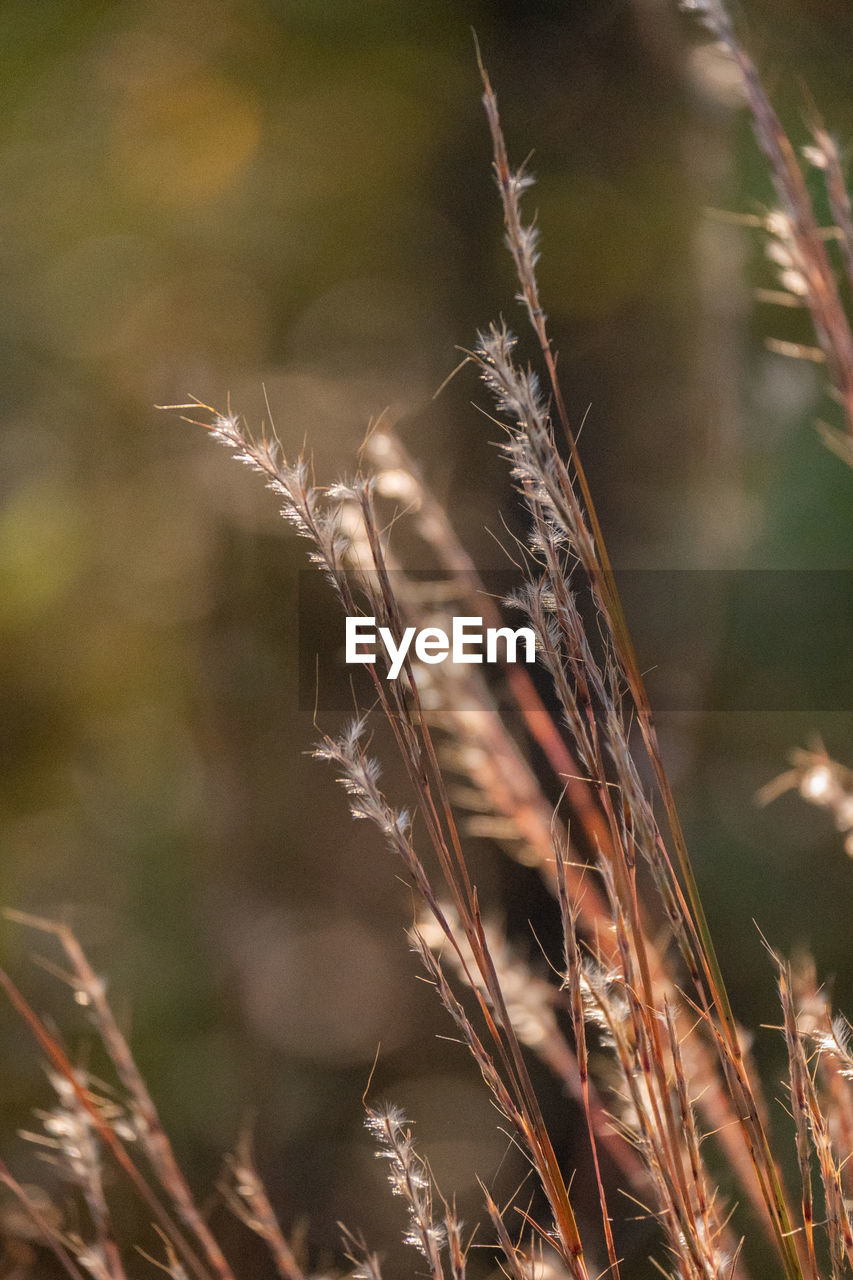 grass, plant, nature, no people, close-up, land, growth, beauty in nature, macro photography, branch, leaf, focus on foreground, outdoors, flower, cereal plant, agriculture, sunlight, prairie, crop, environment, plant stem, landscape, field, day, autumn, tranquility, selective focus, twig, rural scene, summer, food