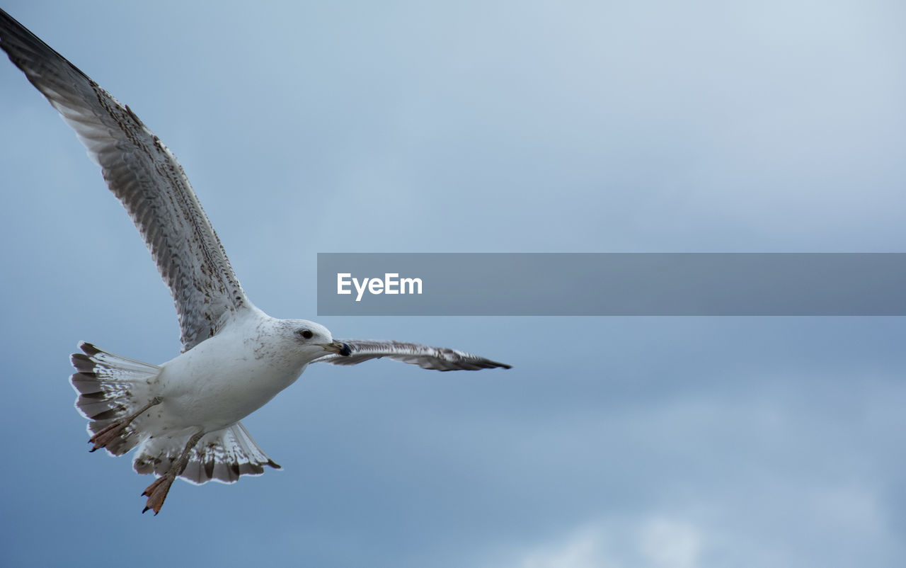 Low angle view of seagull flying