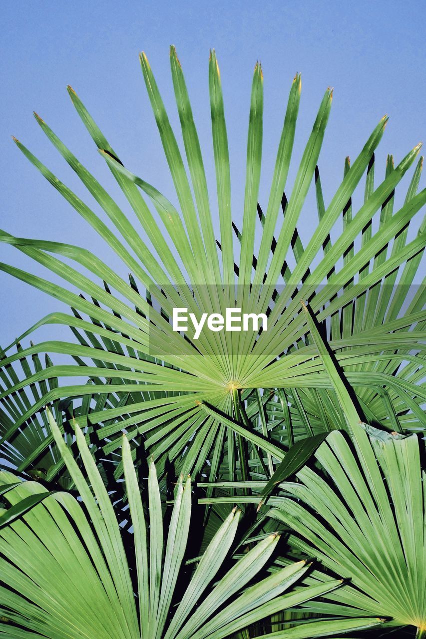 plant, leaf, palm tree, green, plant part, growth, tree, nature, flower, beauty in nature, no people, saw palmetto, palm leaf, agave, close-up, tropical climate, grass, sky, day, outdoors, botany, clear sky, freshness, plant stem