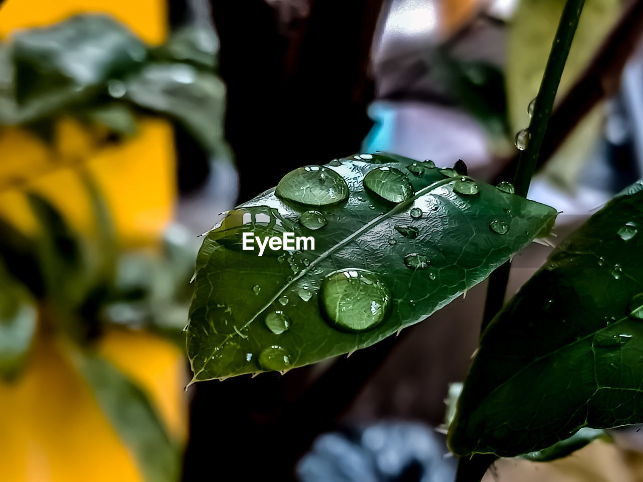 CLOSE-UP OF WATER DROPS ON LEAVES