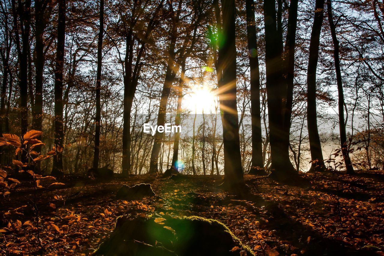 Sunlight streaming through trees in forest