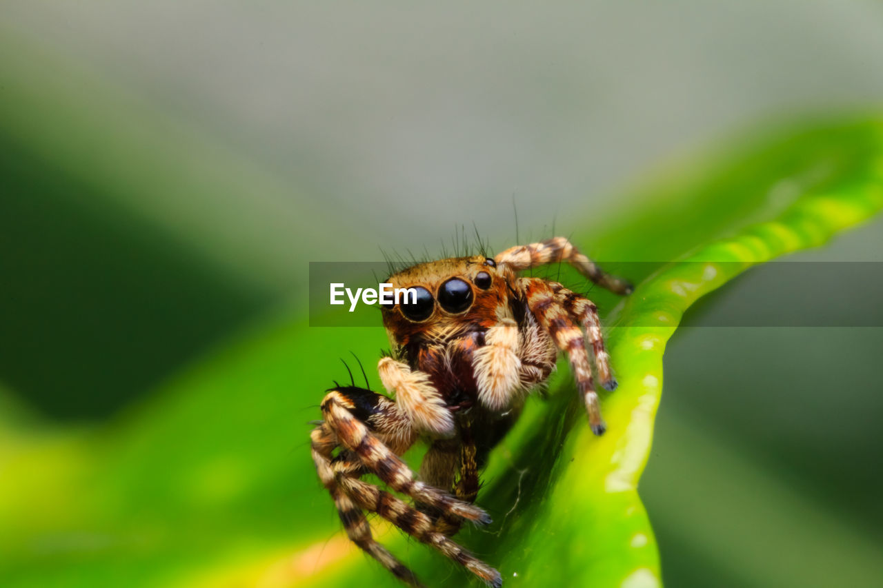 CLOSE-UP OF SPIDER ON A PLANT