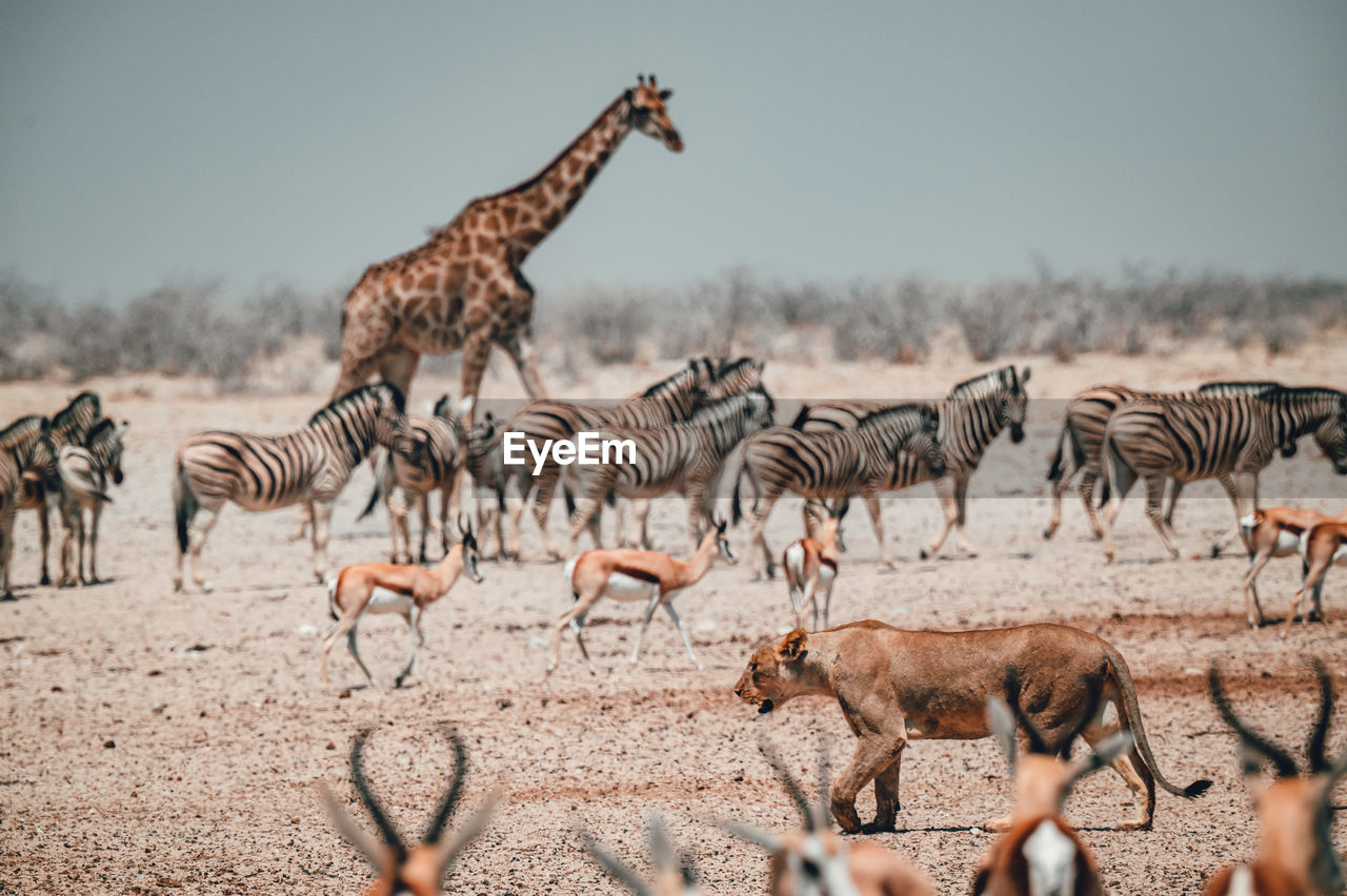 Almost all african animals at the watering hole in etosha national park in namibia