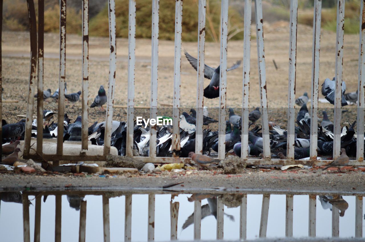 VIEW OF BIRDS ON RAILING AGAINST WATER