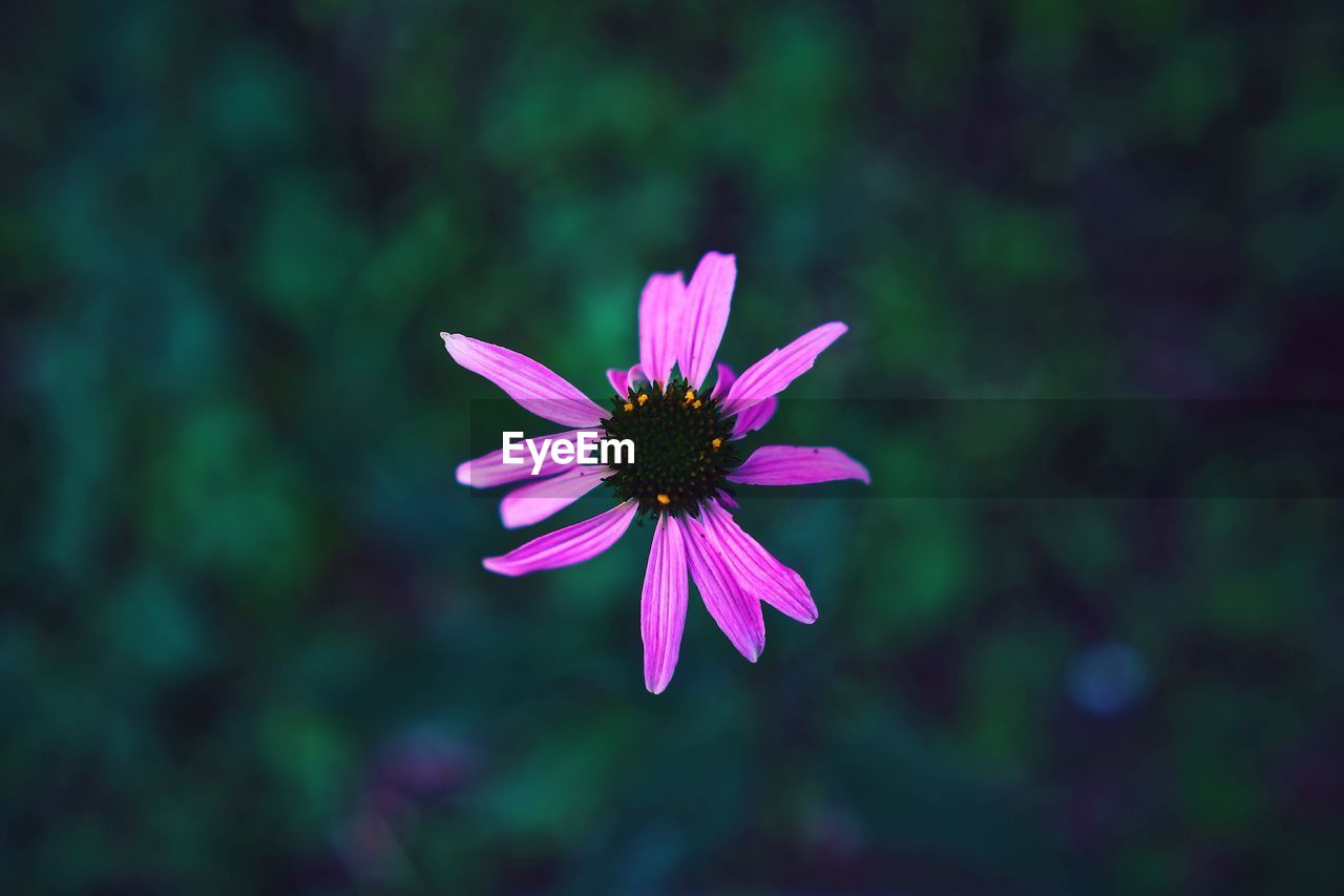 Close-up of pink flower blooming outdoors