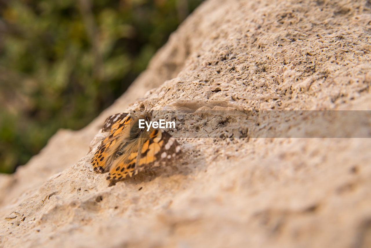 Close-up of butterfly on rock