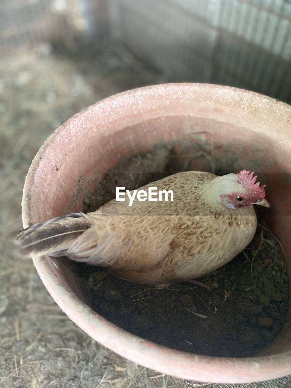 CLOSE-UP OF A DUCK