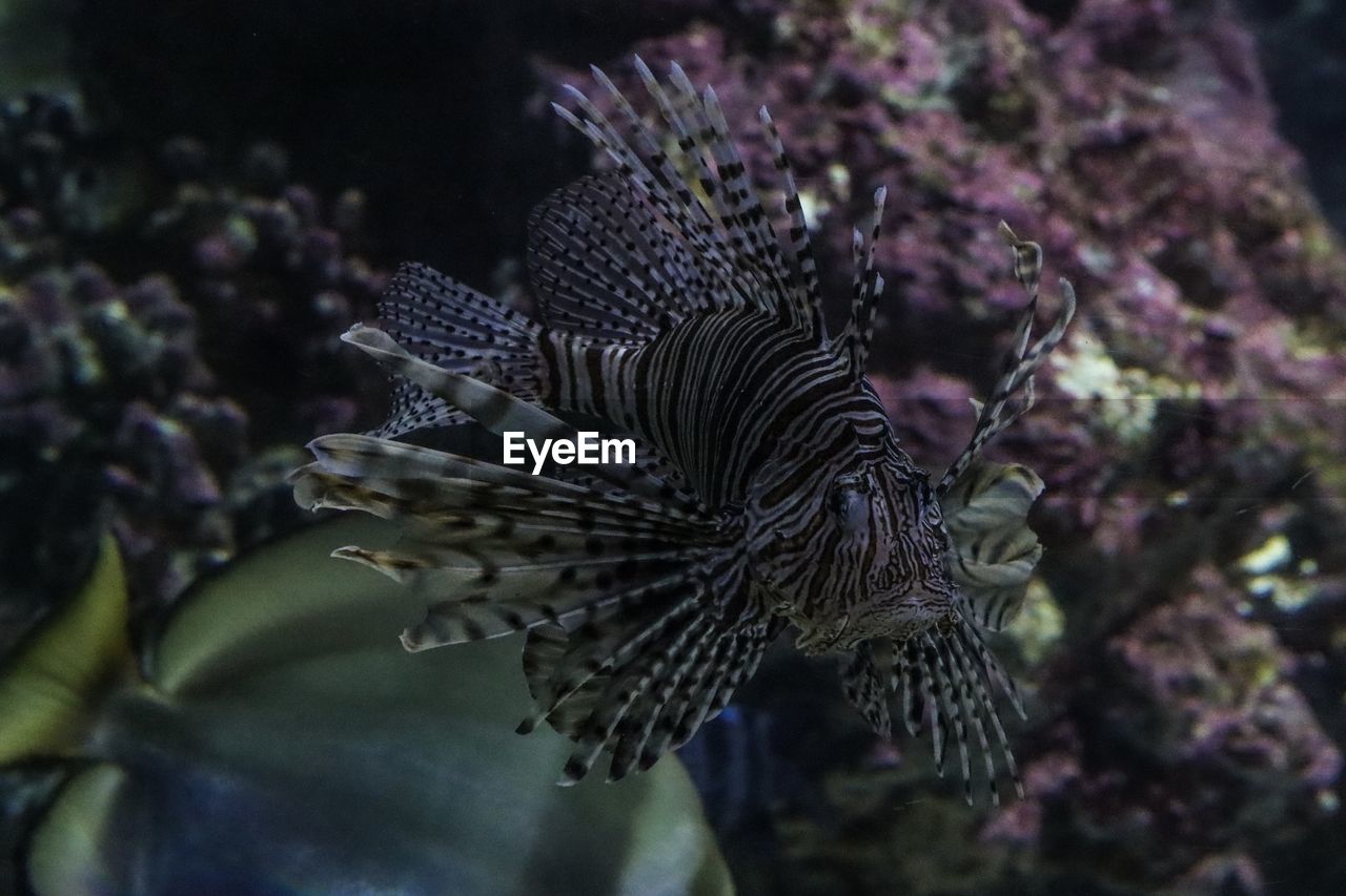 Close-up of fish swimming in sea