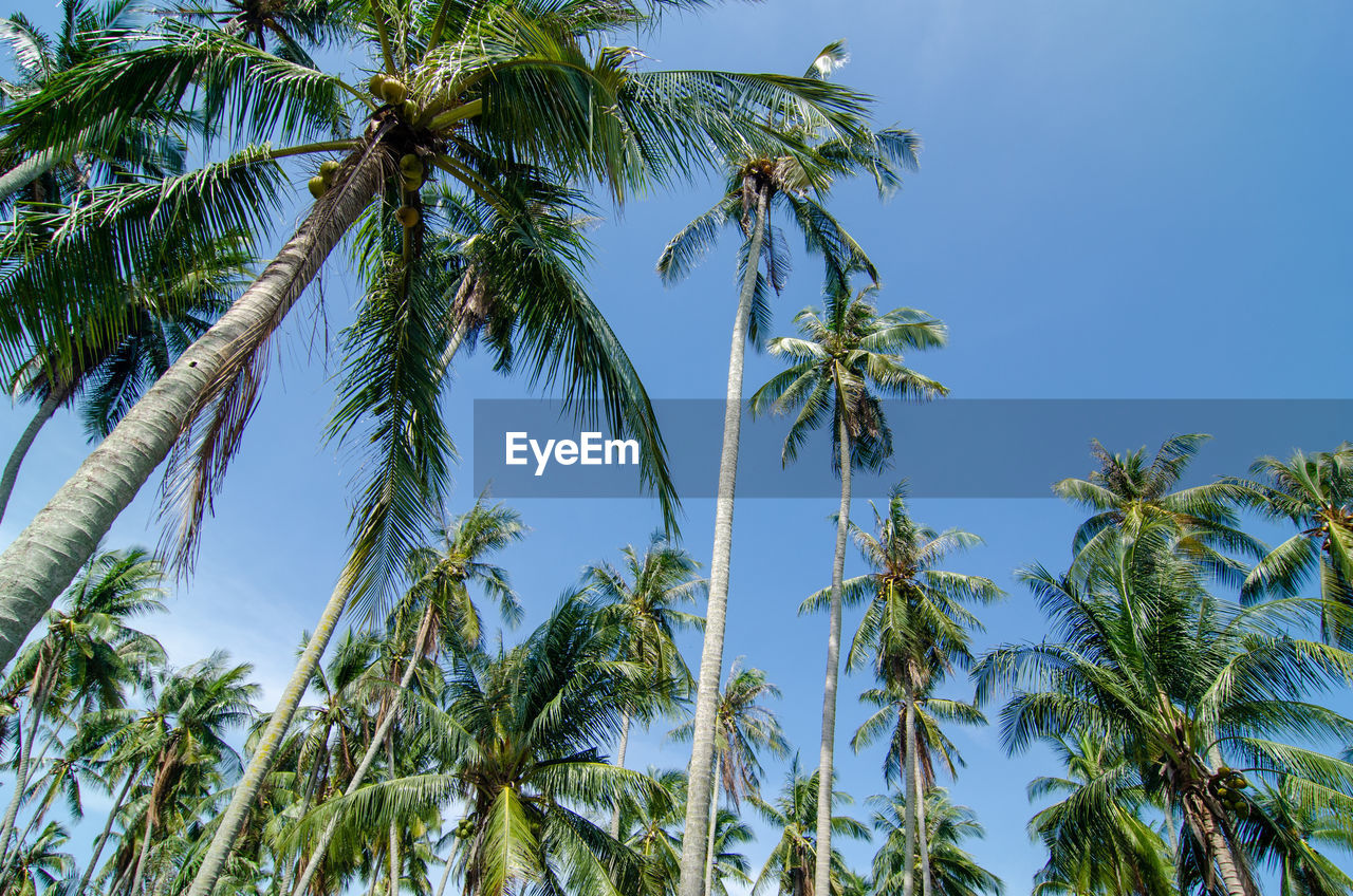 LOW ANGLE VIEW OF COCONUT PALM TREES AGAINST BLUE SKY