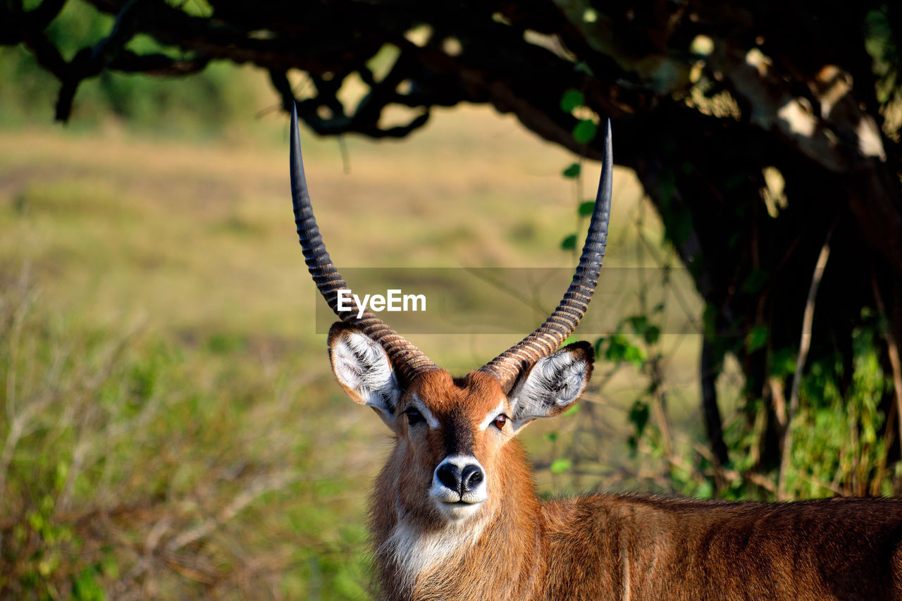 Portrait of big bushback antelope male in queen elizabeth national park, uganda.