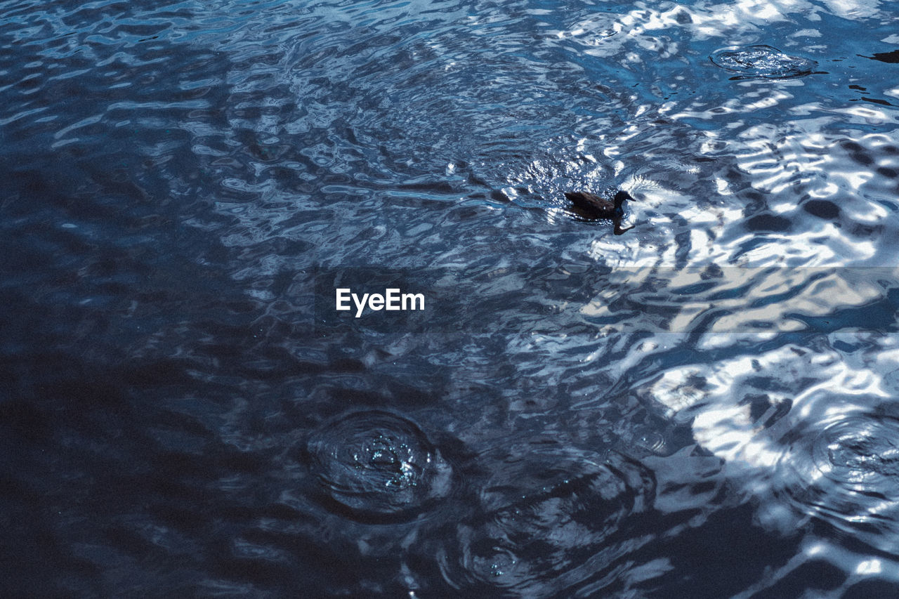 High angle view of duck swimming in lake