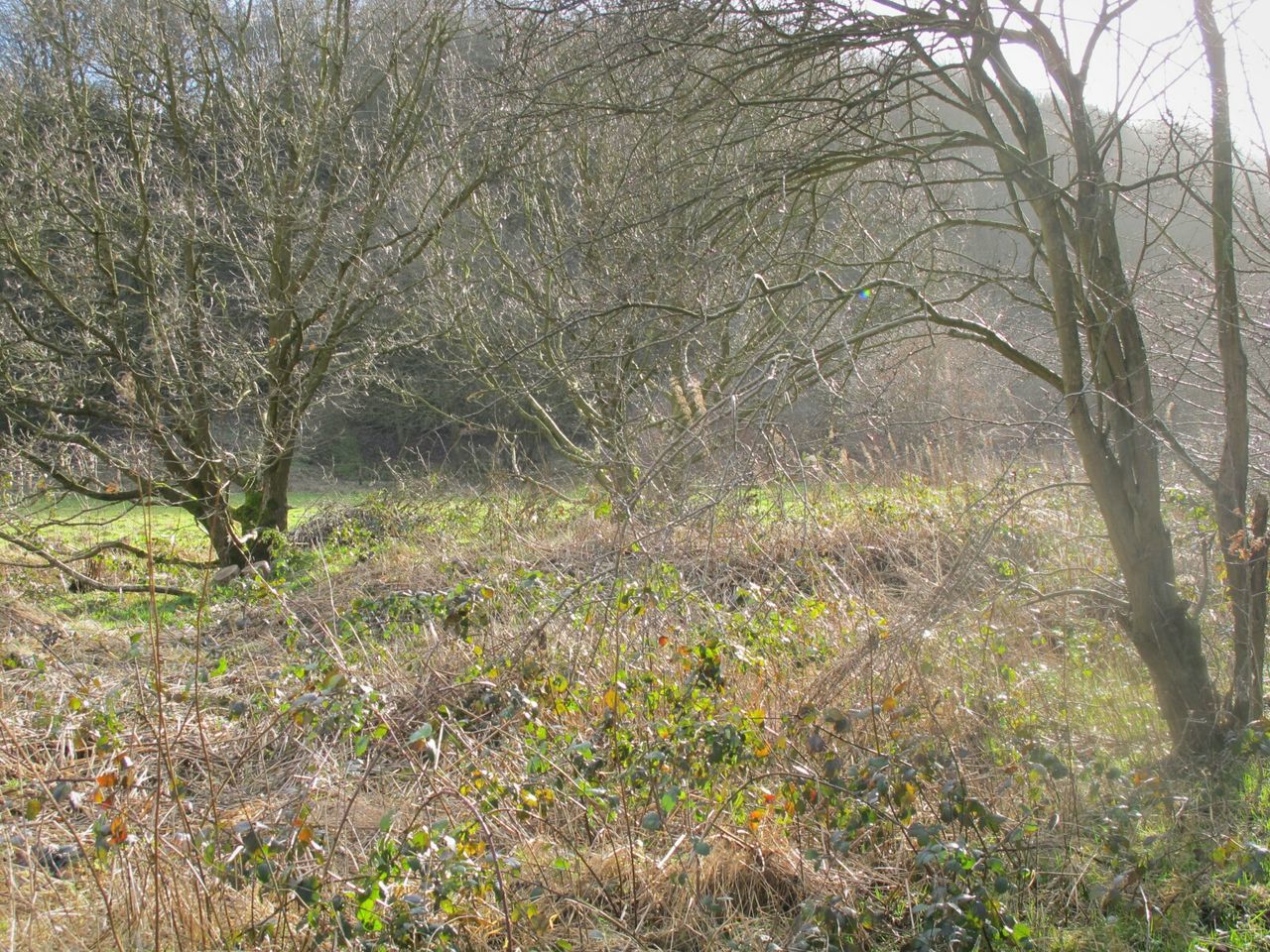 TREES AND PLANTS GROWING ON FIELD