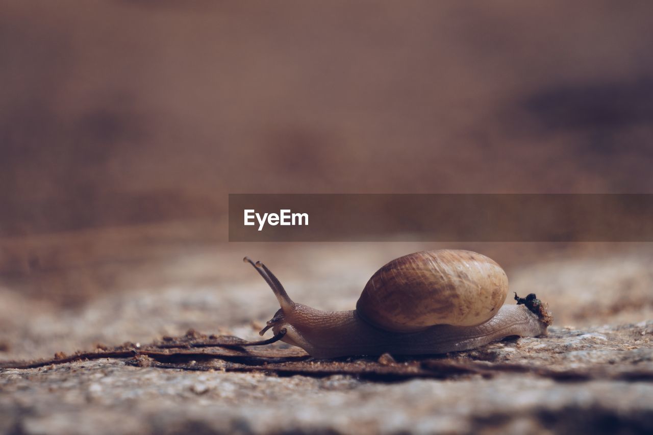 Close-up of snail on road