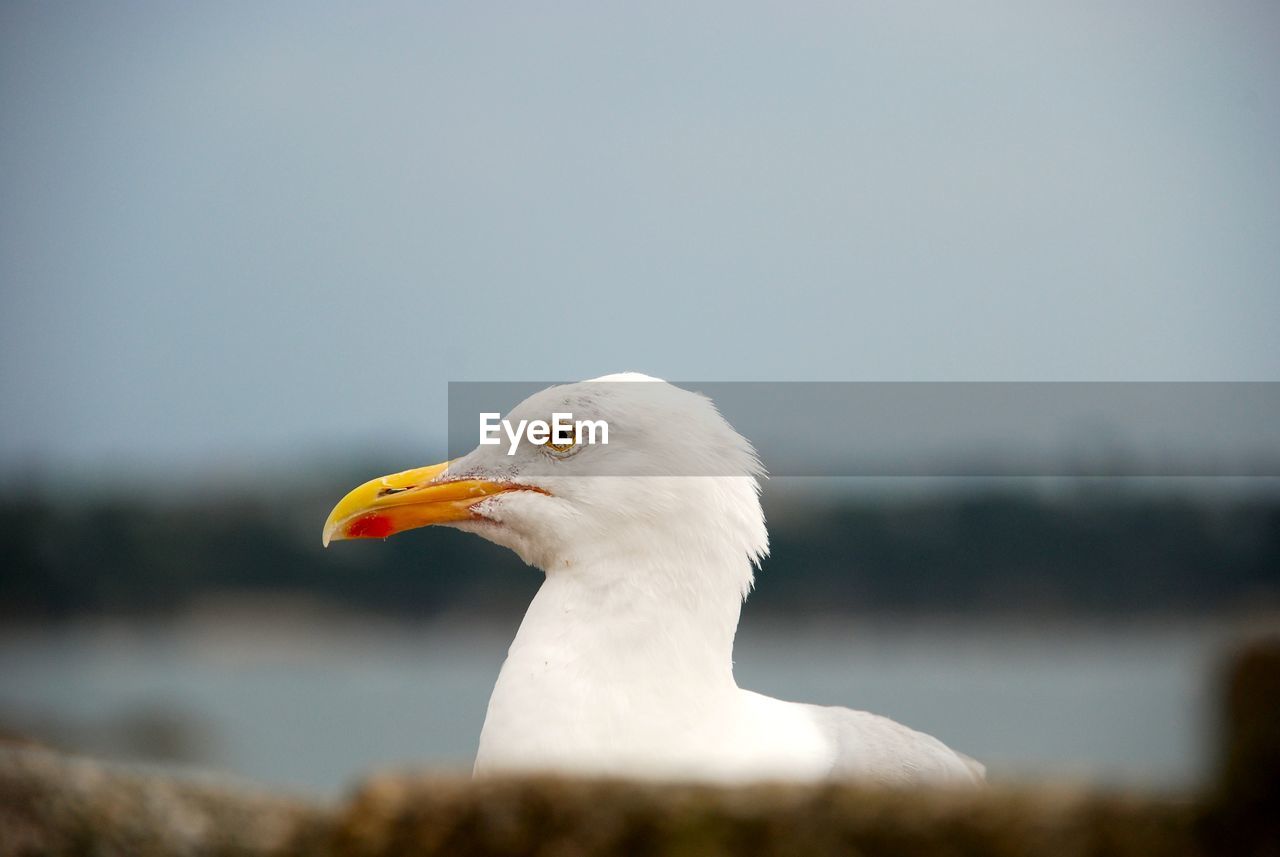 Close-up of seagull