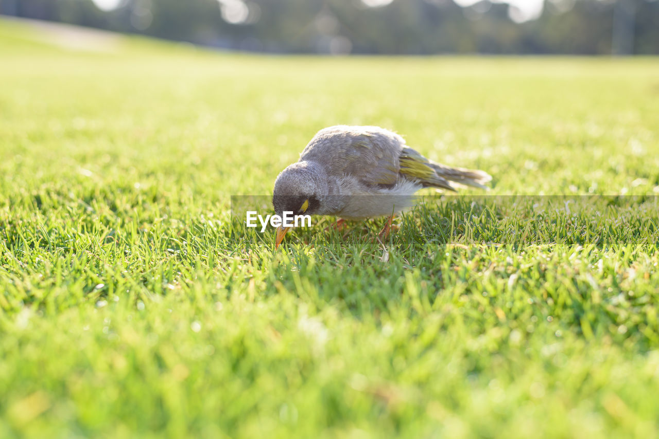Wild bird on the grass-noisy miner