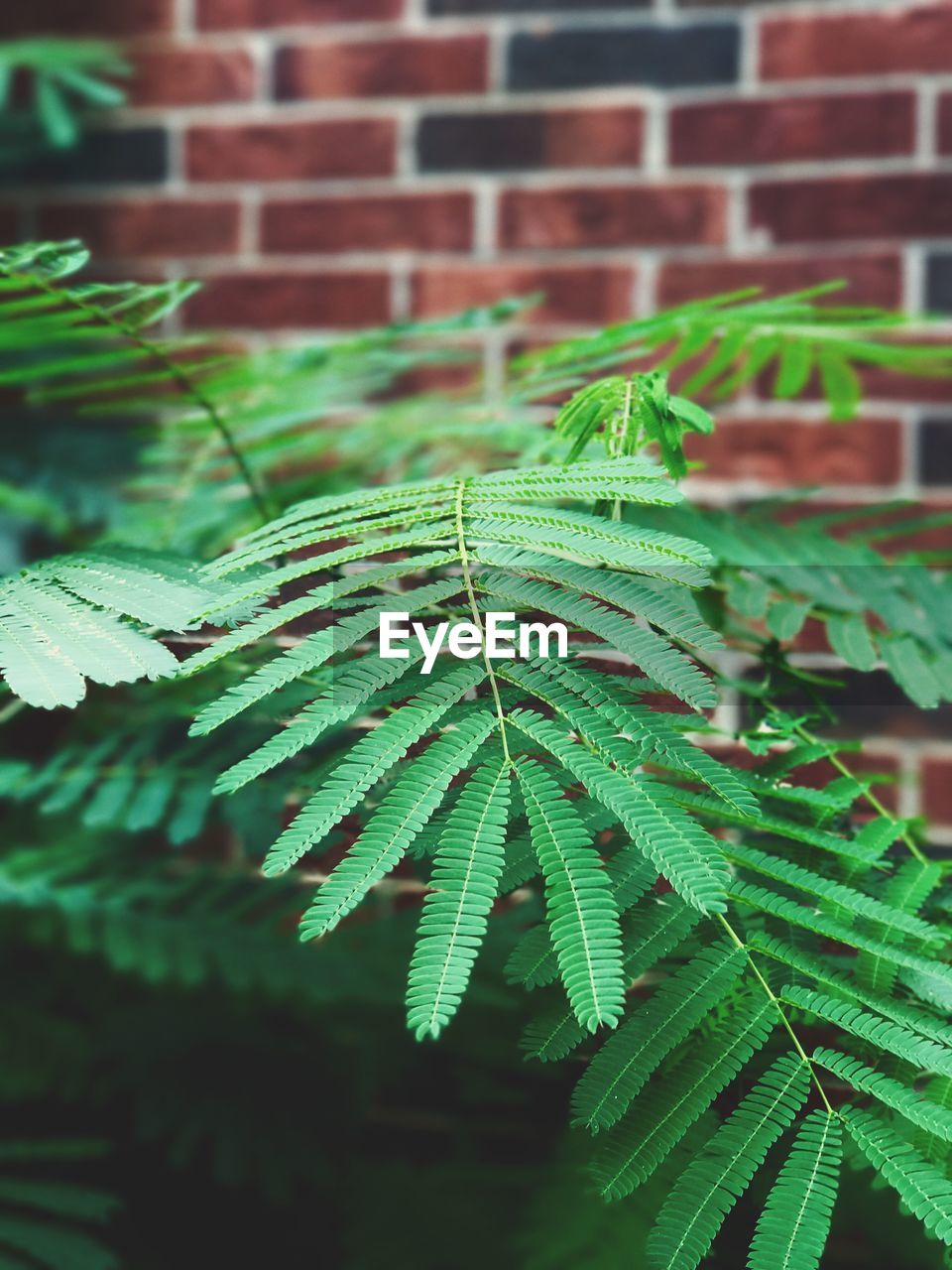 Close-up of fern leaves