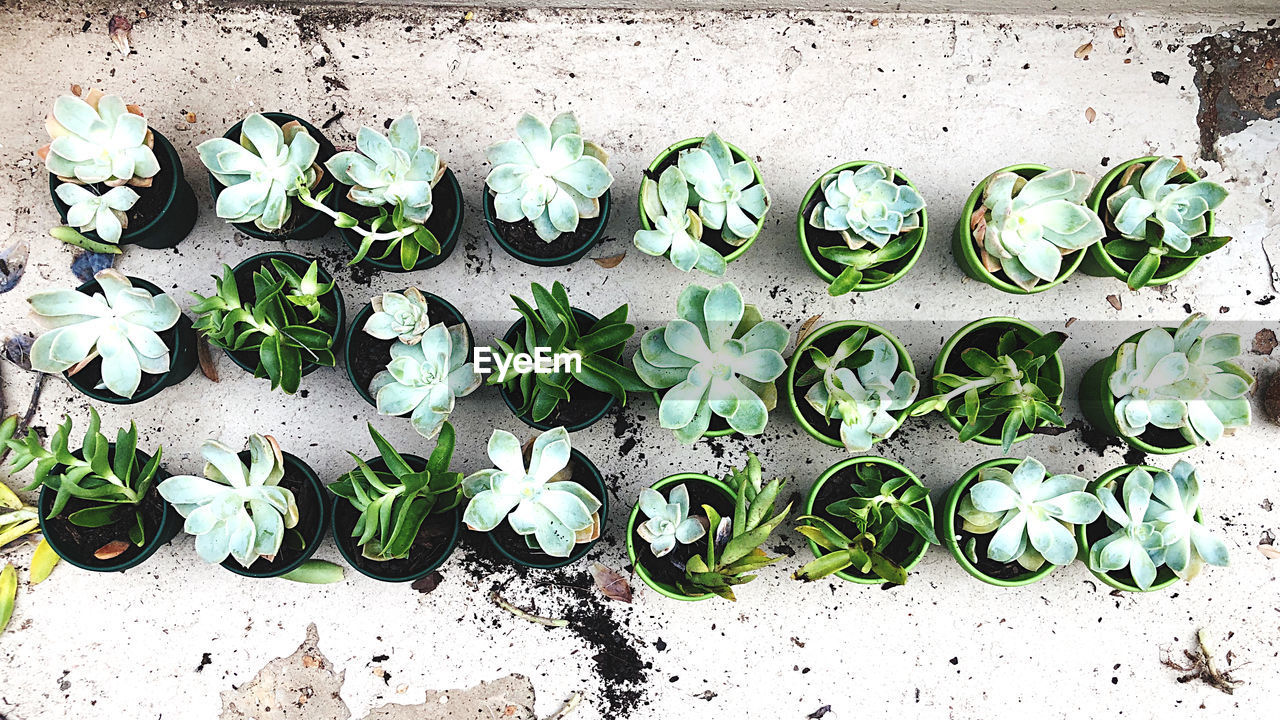 HIGH ANGLE VIEW OF POTTED PLANT LEAVES ON WALL