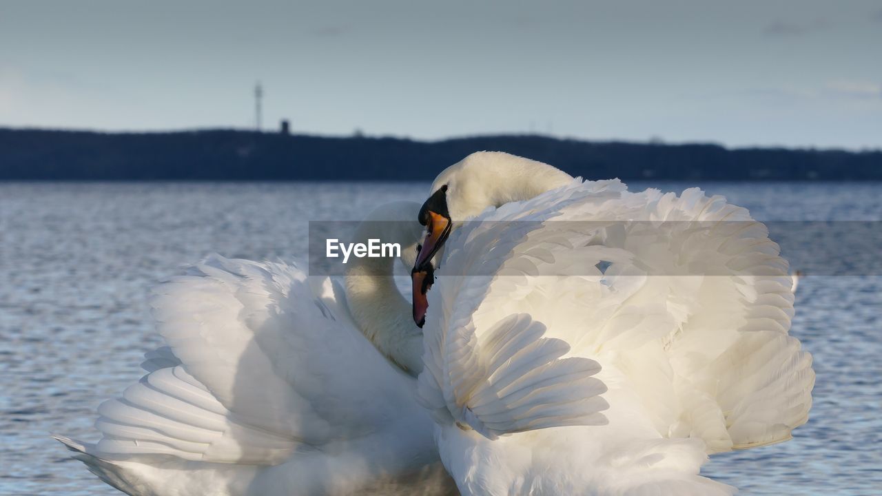 Swans in sea