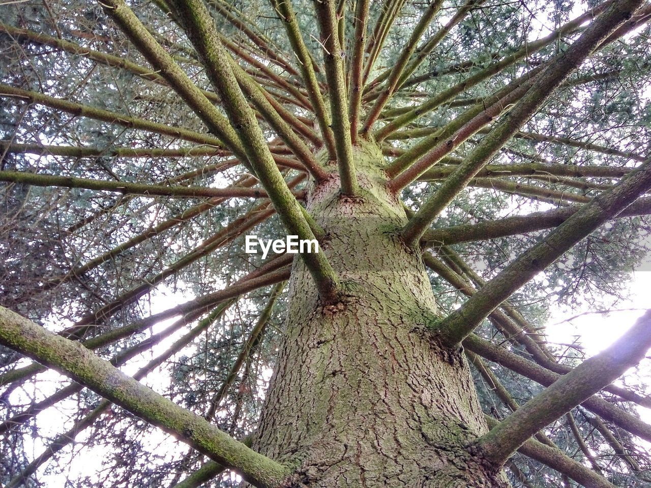 LOW ANGLE VIEW OF TREE AGAINST THE SKY