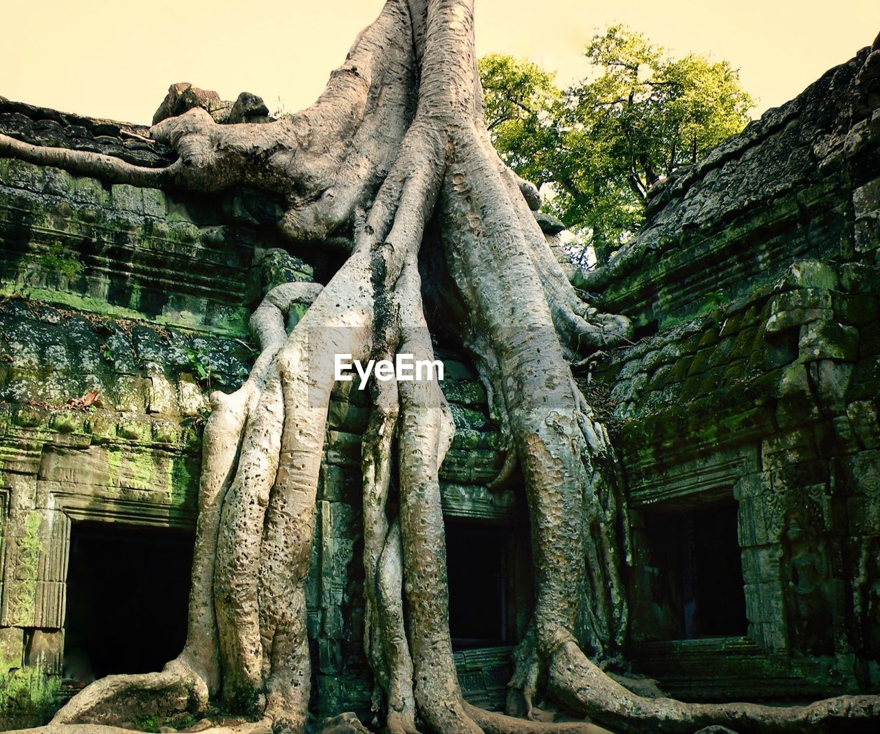 Tree growing on ancient structure