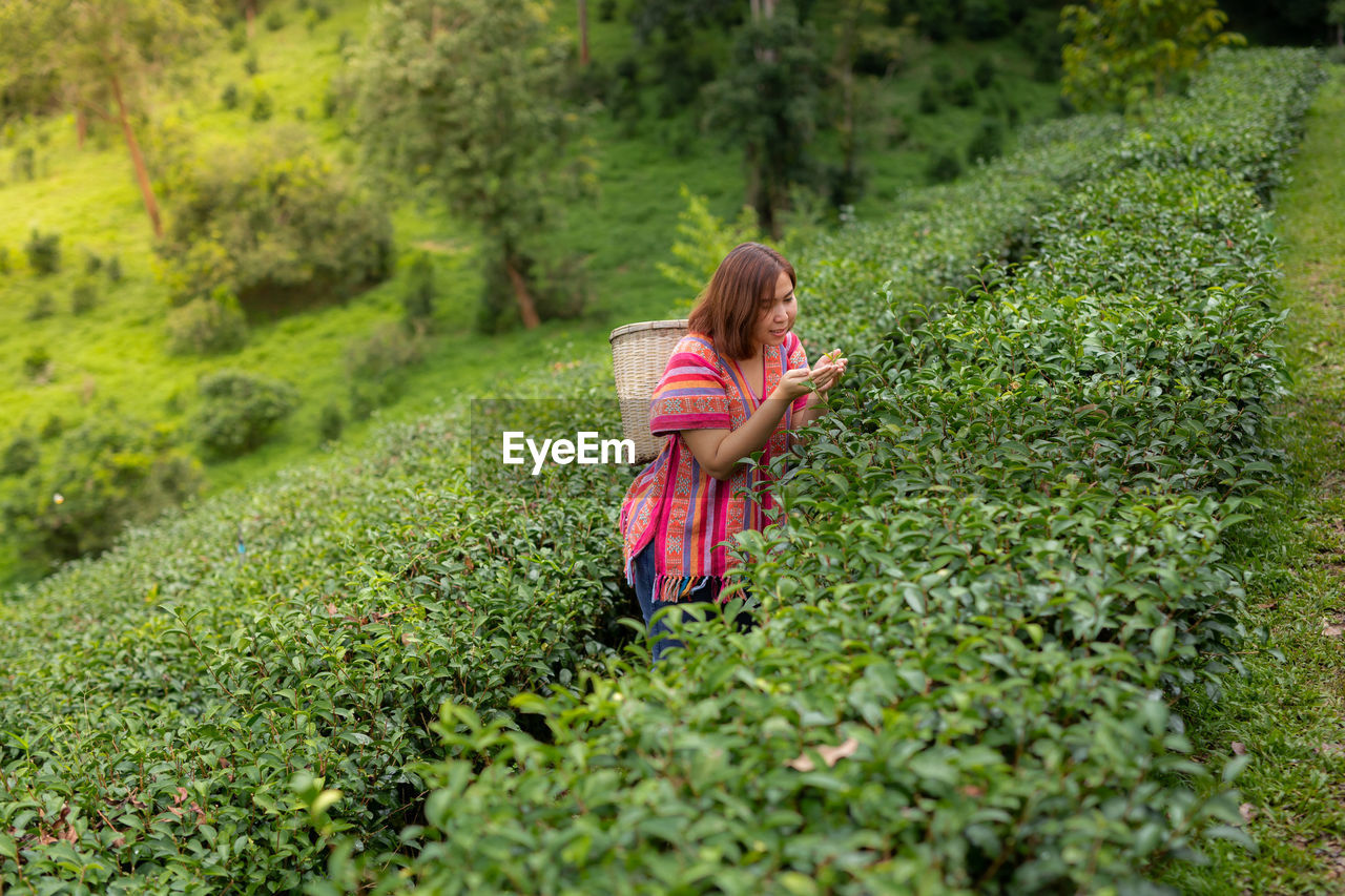 Asian woman picking tea in the tea field