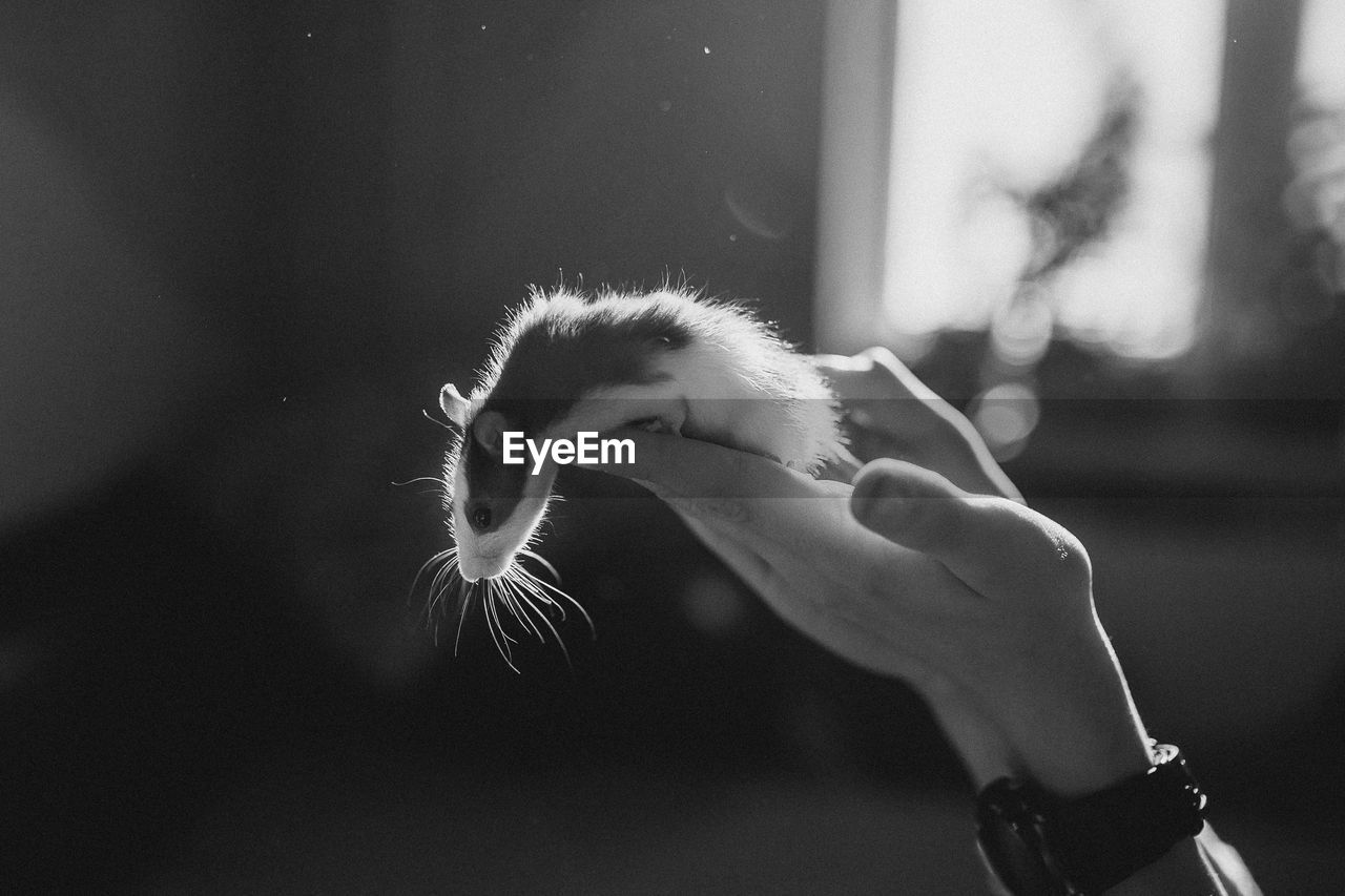 Close-up of hand holding a pet of rat