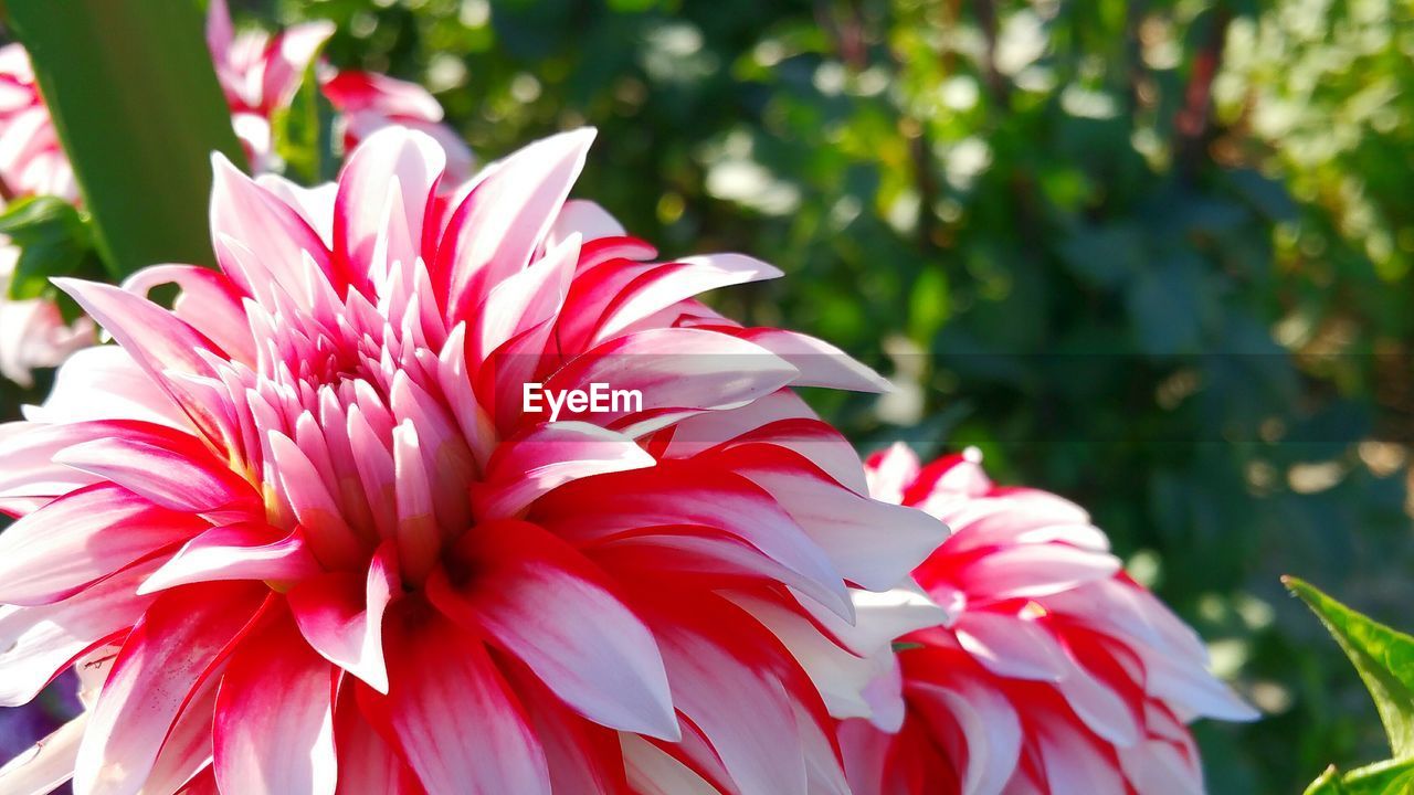 Close-up of dahlia blooming at park