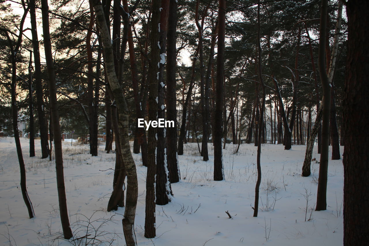 TREES ON SNOW COVERED LANDSCAPE