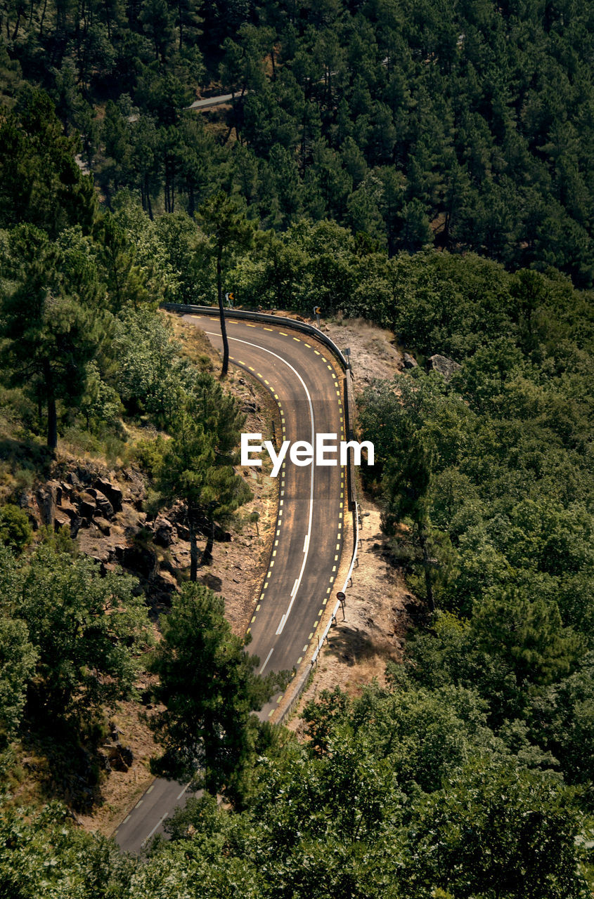 High angle view of road amidst trees in forest