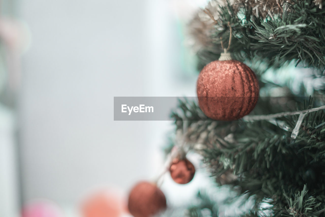 CLOSE-UP OF CHRISTMAS TREE ON PLANT