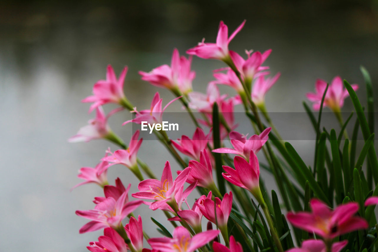 Close-up of pink flowering plants