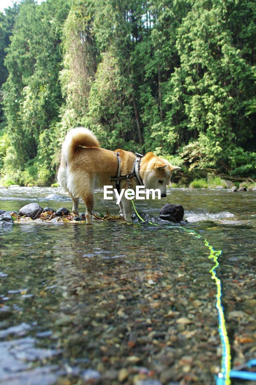 View of dogs in the forest