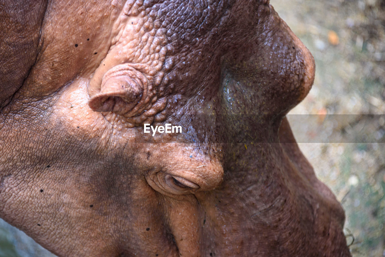 CLOSE-UP PORTRAIT OF A HORSE