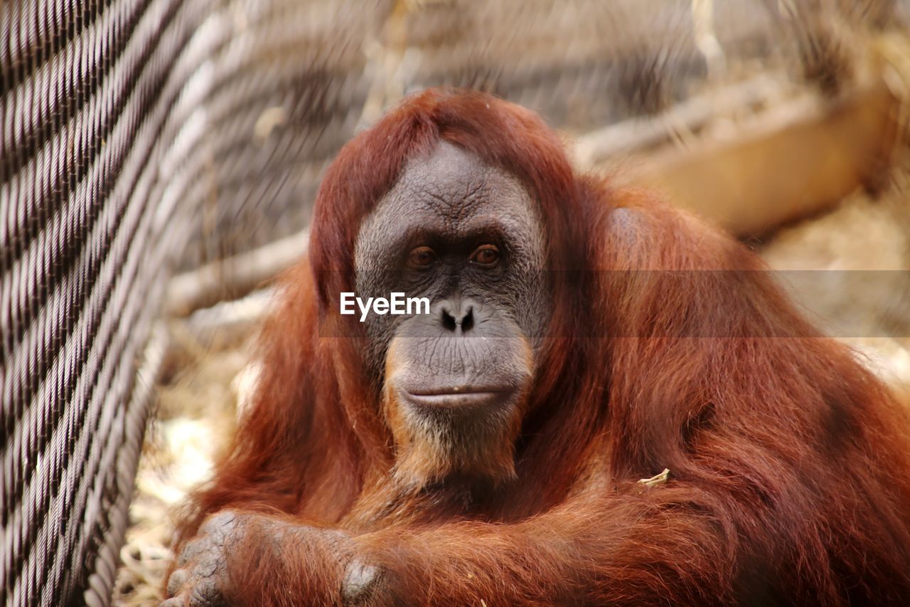 Portrait of monkey in zoo