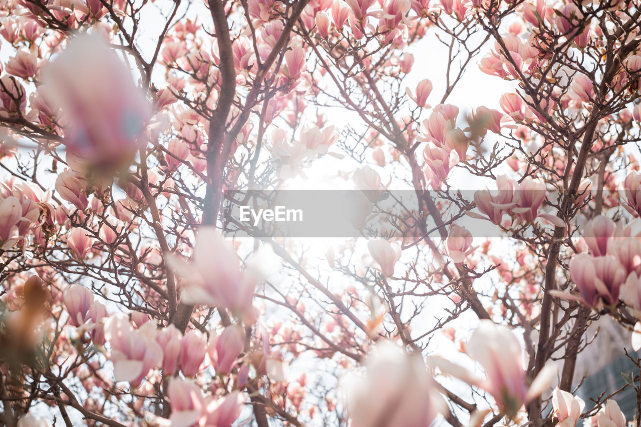 Low angle view of cherry blossoms in spring