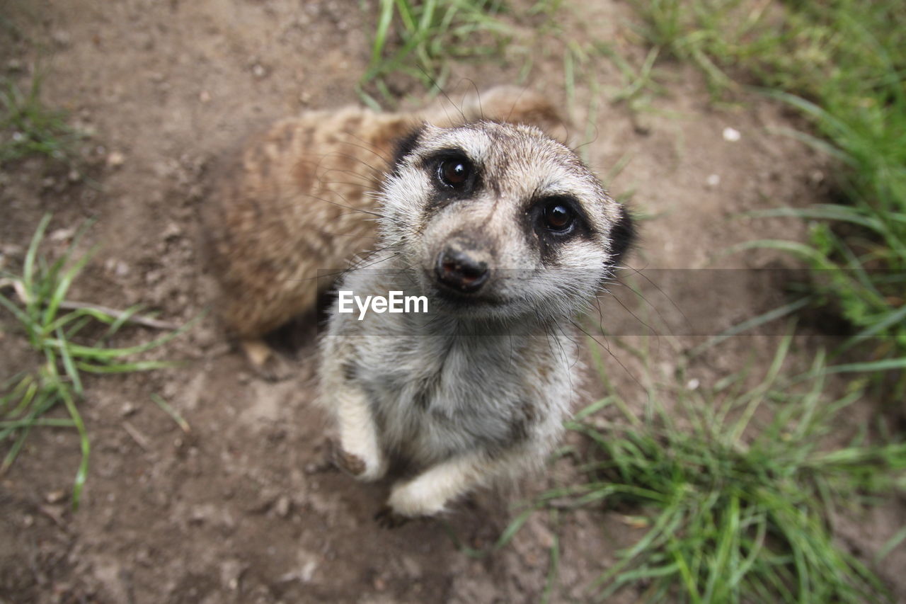 Portrait of meerkat on field