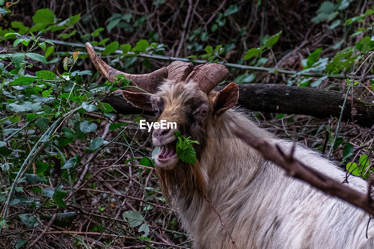 animal themes, animal, mammal, animal wildlife, one animal, wildlife, plant, nature, domestic animals, land, no people, horned, tree, livestock, outdoors, day, field, forest, animal body part, horn, portrait, grass, pet, brown