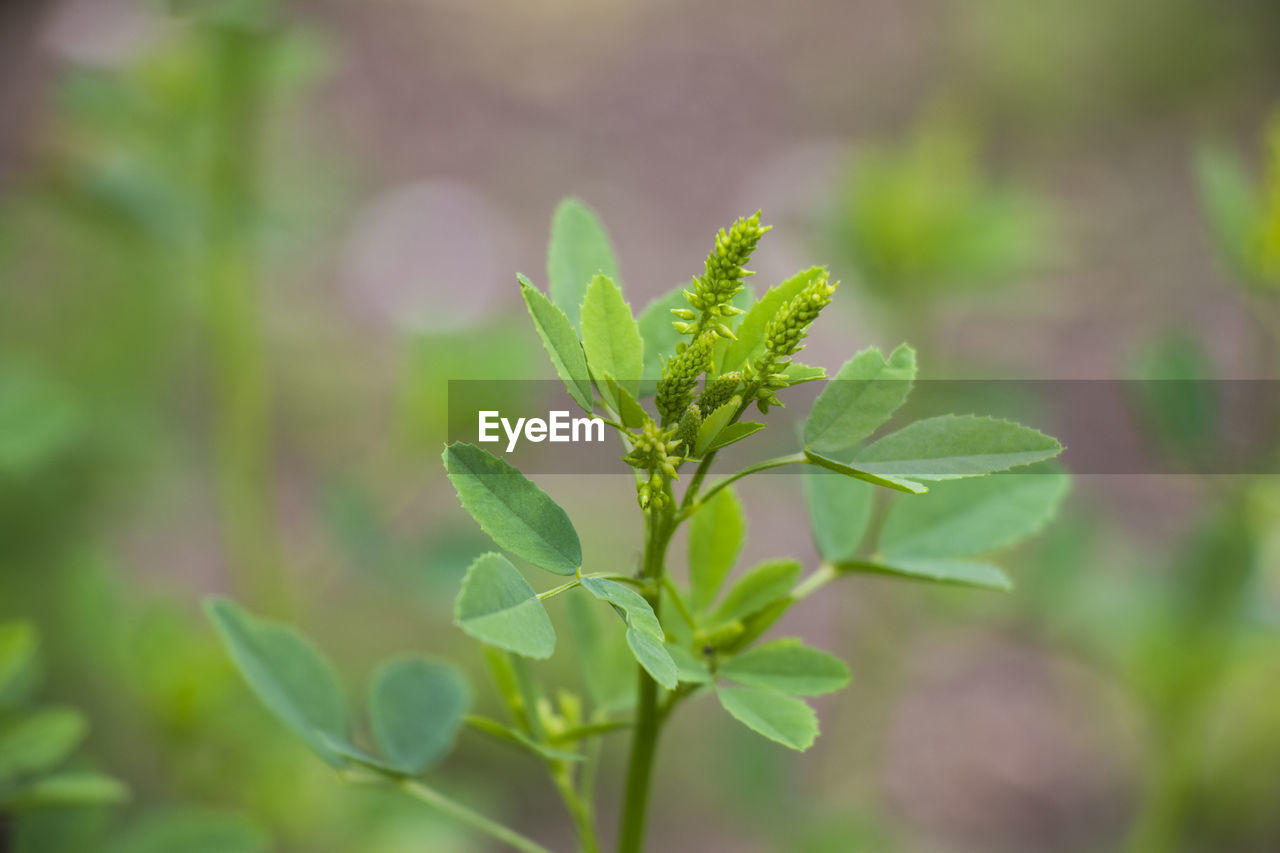 plant, plant part, leaf, green, nature, growth, food and drink, beauty in nature, food, close-up, flower, no people, herb, environment, freshness, outdoors, social issues, wildflower, medicine, land, environmental conservation, focus on foreground, field, day, summer, selective focus, tree, healthcare and medicine, agriculture, macro photography, produce, landscape, herbal medicine, vegetable, sunlight