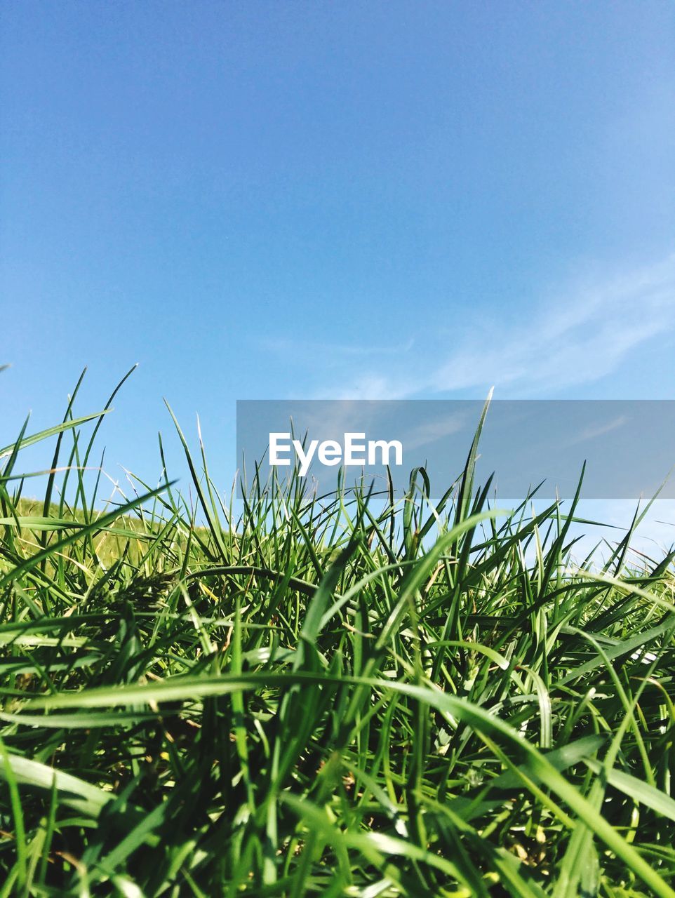 GRASS GROWING ON FIELD