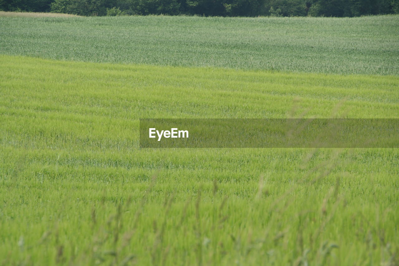 SCENIC VIEW OF FARM