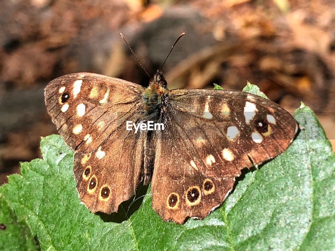 Close-up of butterfly on flower