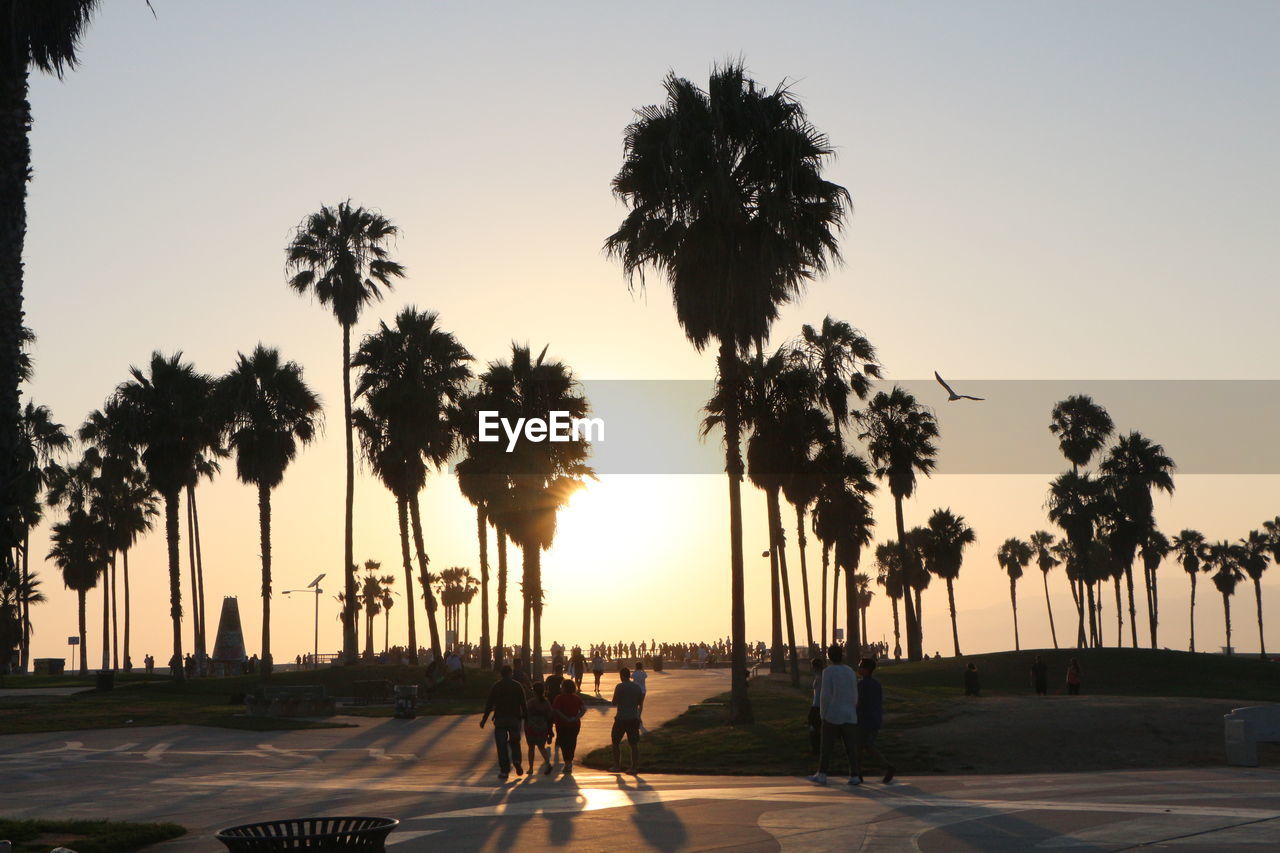 SILHOUETTE PALM TREES ON BEACH AGAINST CLEAR SKY