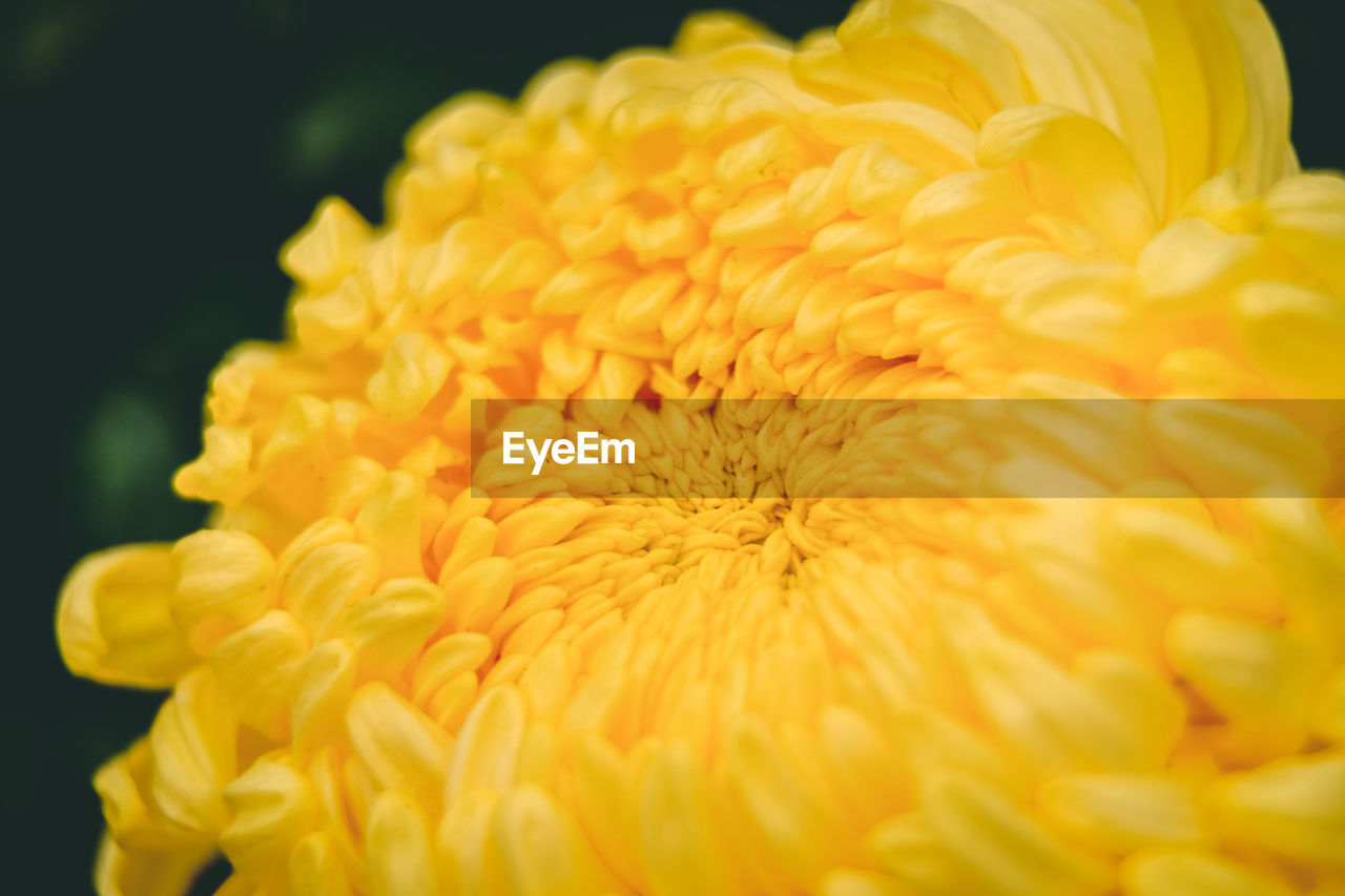 Close-up of yellow orange flower