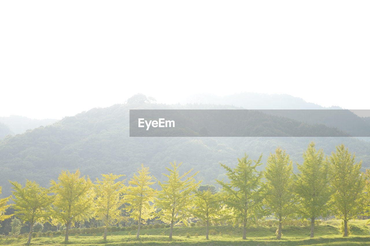 SCENIC VIEW OF TREES AGAINST CLEAR SKY